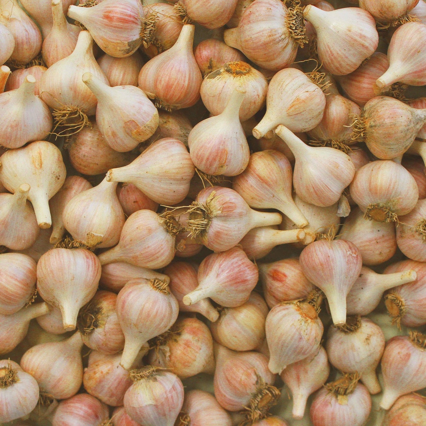 Blake Hill Preserves - NEW 5oz Roasted Garlic Balsamic & Rosemary (5.4oz)