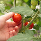 Blake Hill Preserves - NEW 5oz Fresh Tomato Savory Jam (5.4oz)