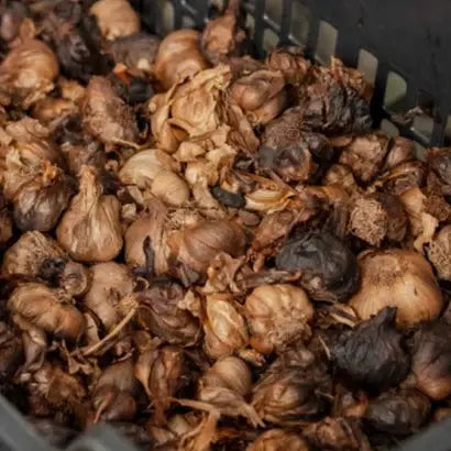 Burlap & Barrel - Black Garlic - Single Origin Spice & Seasoning